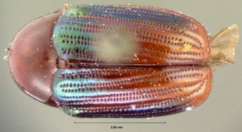 Media type: image; Entomology 20036   Aspect: habitus dorsal view